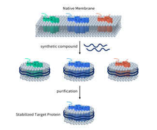 GLP1R靶點 超越降糖減重，引領減肥藥物新突破